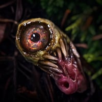 Image 3 of Opal Snaggletooth Pendant 2.5”