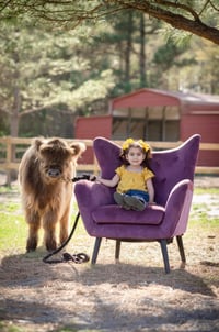 Image 5 of Professional photos with our brand new baby highland cow! 