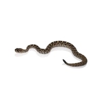 Image 2 of Western Diamondback Rattlesnake 