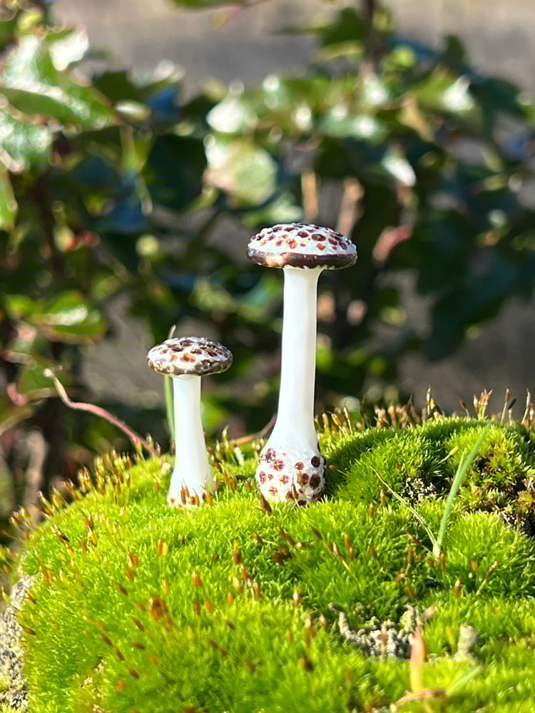 Image of 2 Brown Spotted White Mushroom Plant Spikes