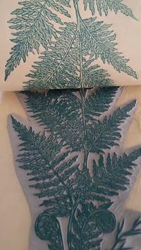 Image 2 of Palapalai Native Hawaiian Fern