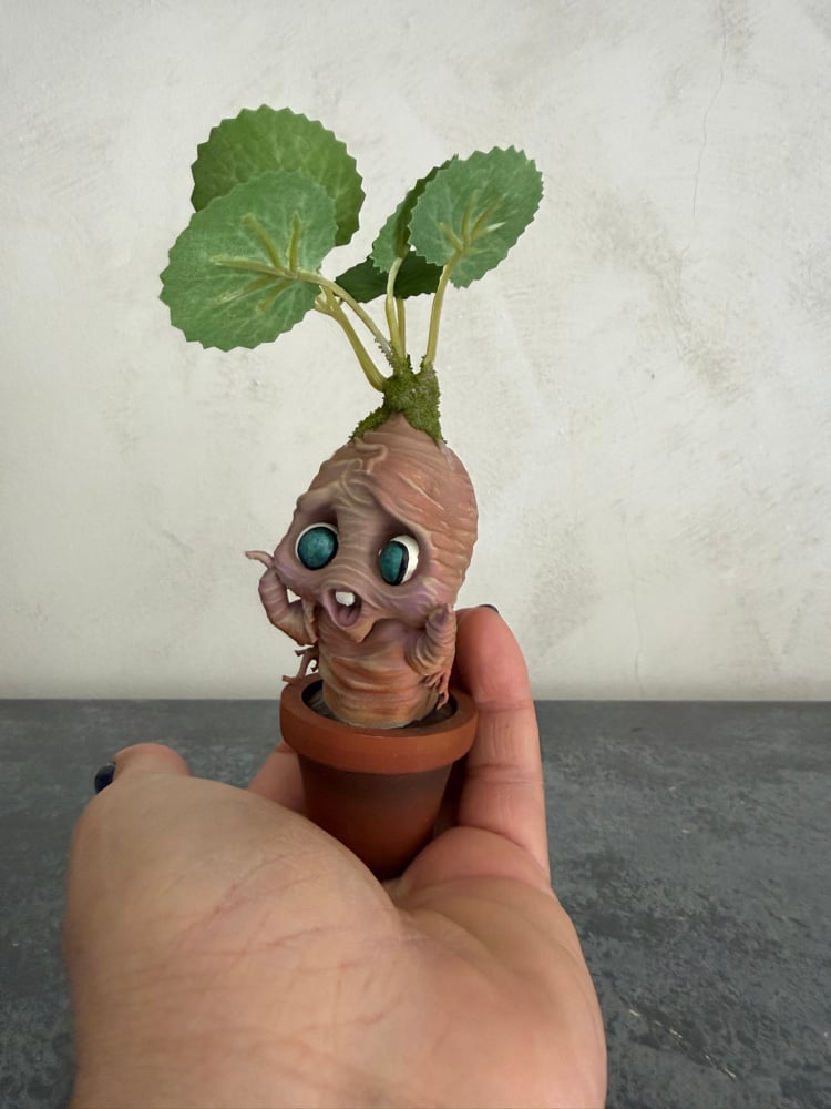 Image of Baby Mandragora piccola 