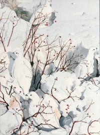 Image of White Tailed Ptarmigans Notecard