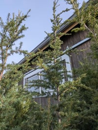 Image 4 of Mountain Hemlock : Tsuga mertensiana