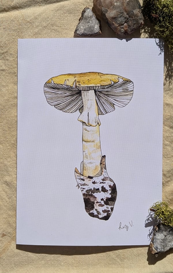 Image of Amanita phalloides