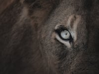 Image 1 of Eye Contact