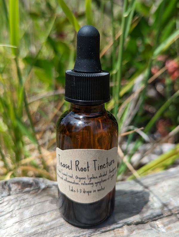Image of Teasel Root Tincture