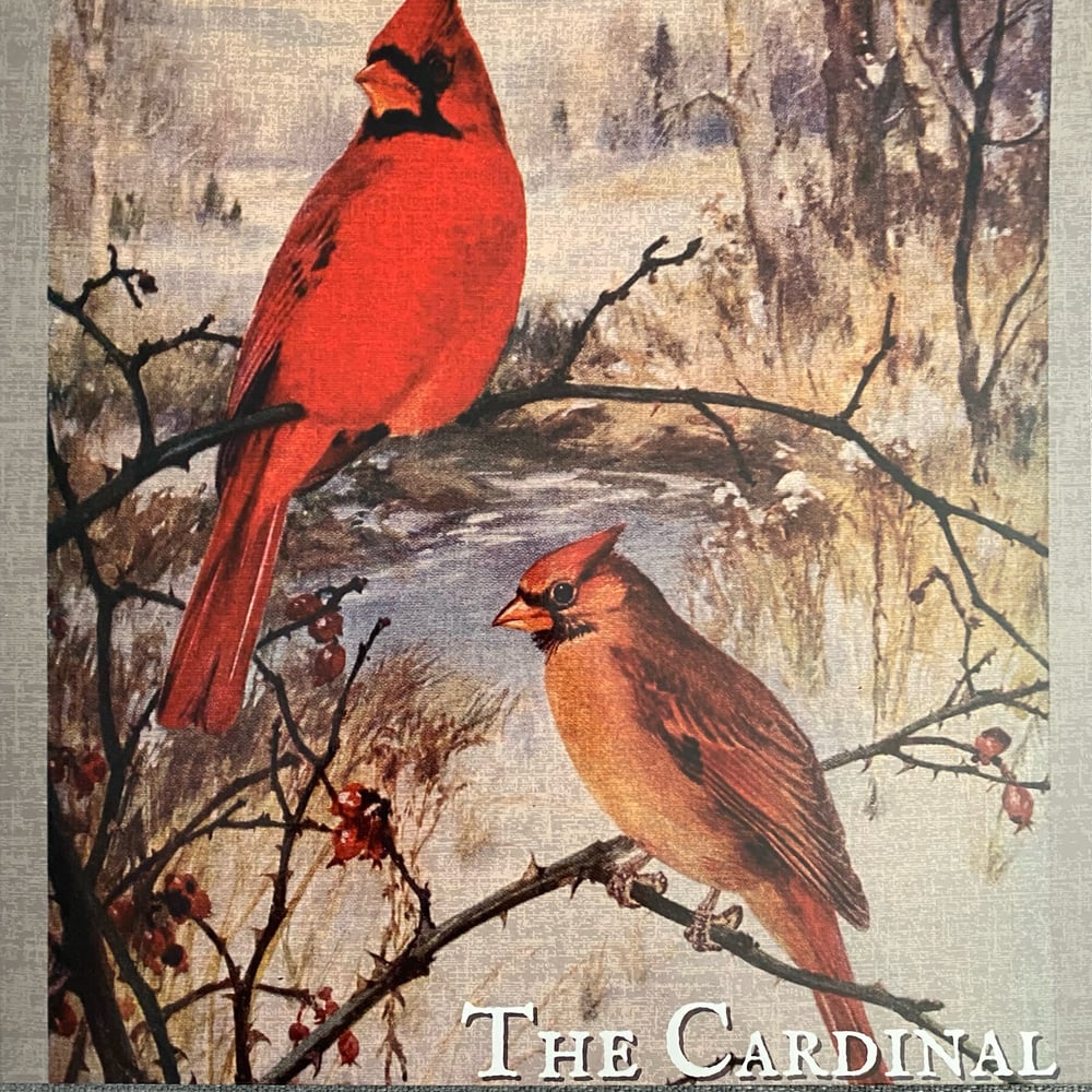 Image of Shire Oak - The Cardinal