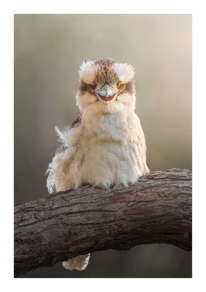 Image of Laughing Kookaburra