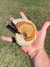 Image 9 of Australian Ammonite Fossil #1976