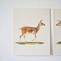 Image 6 of Planches De Bestiaire Du Muséum D'histoire Naturelle -