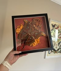 Image 1 of Atlas Moth Frame