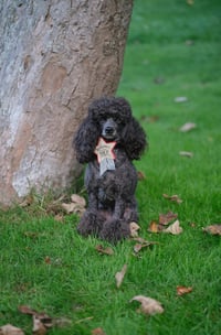 Image 3 of Christmas Badges