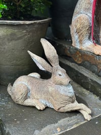 Image 4 of Relaxing Hare