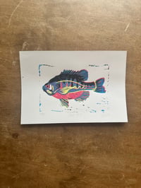Original reduction print - rainbow bluegill