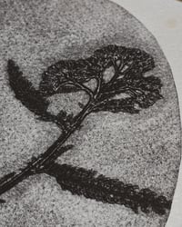 Image 6 of Achillea • Monotype paper print