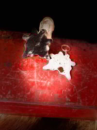 Image 6 of Key chains