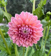 Joal Kaitlin - Decorative Type