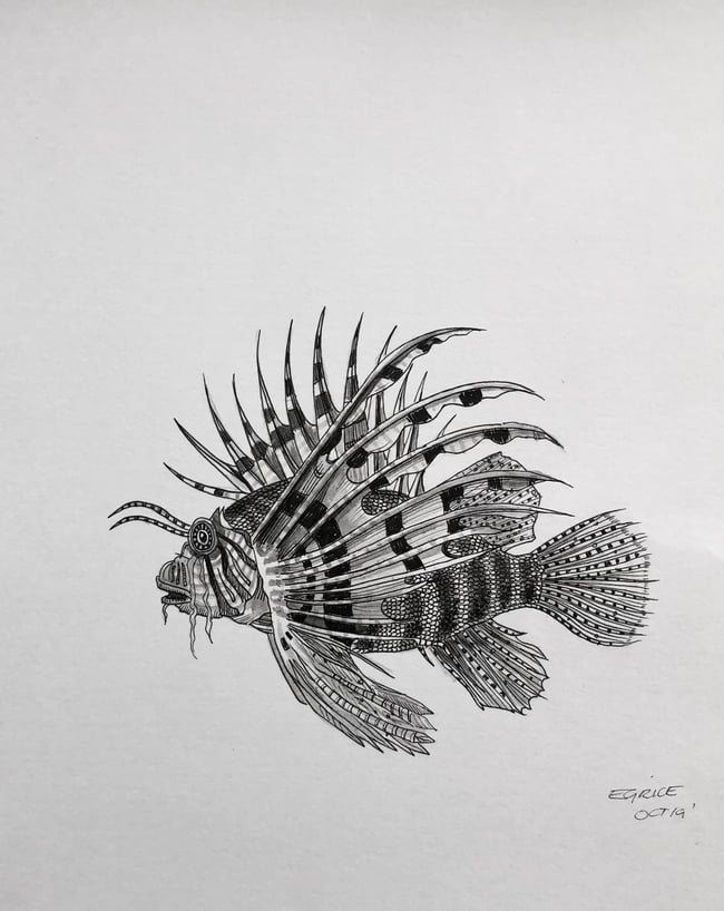 Tiger fish 