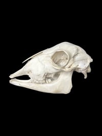 Image 3 of sheep skull 2