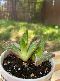 Image 2 of Tiger Jaws in "I'm trying very hard not to connect with people right now" Mug