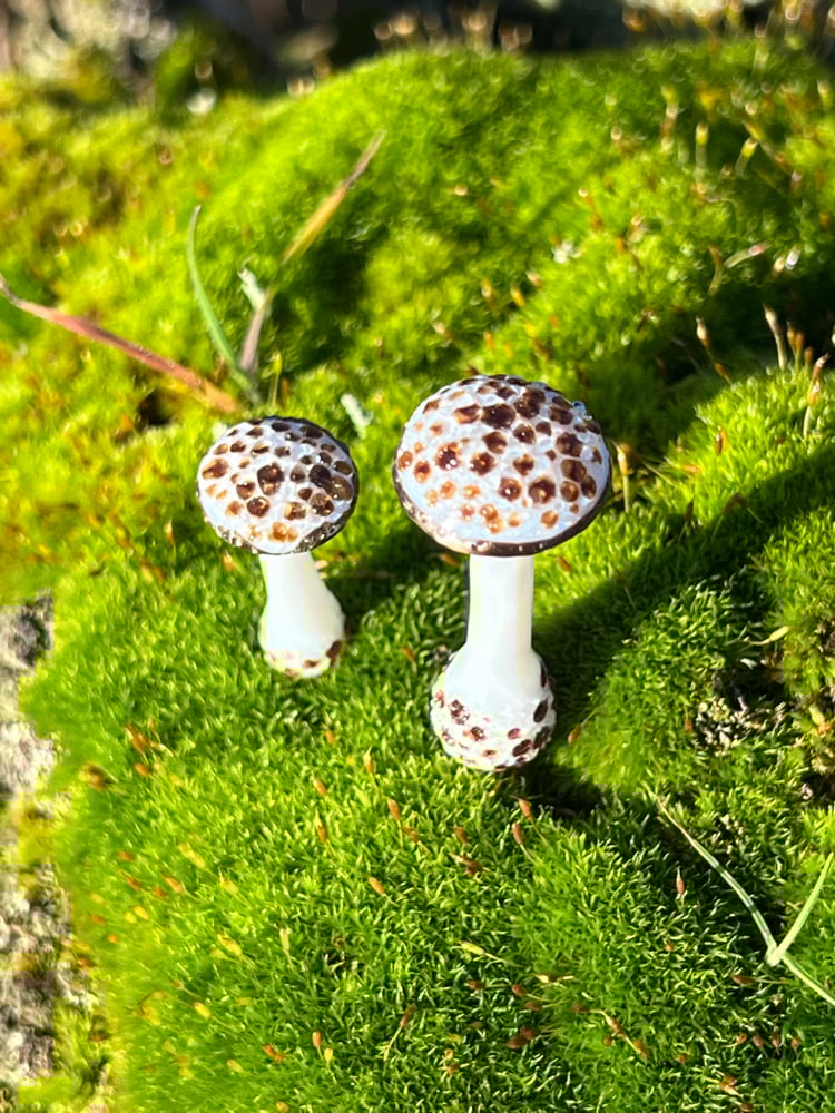 Image of 2 Brown Spotted White Mushroom Plant Spikes