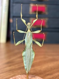 Image 1 of leaf insect jar