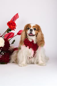 Image 1 of LOVE LUX HARNESS SET - ROUGE