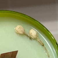 Image 2 of eucalyptus mint scented candle