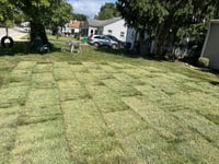 grass and gardening planting
