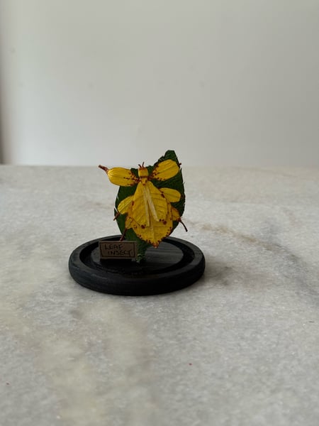 Image of Yellow leaf insect and leaf faux entomology