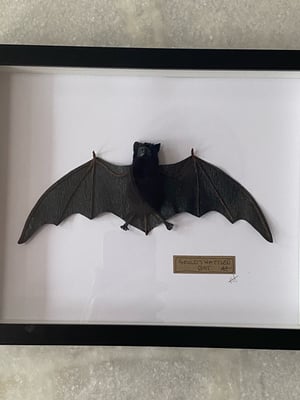 Image of Goulds wattled bat framed specimen. Faux taxidermy 