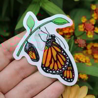 Image 6 of Emerging Monarch Clear 3” Sticker