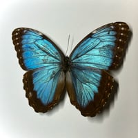 Image 1 of morpho