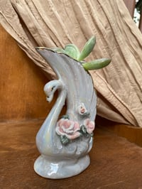 Image 4 of Ghost Plant in White Swan