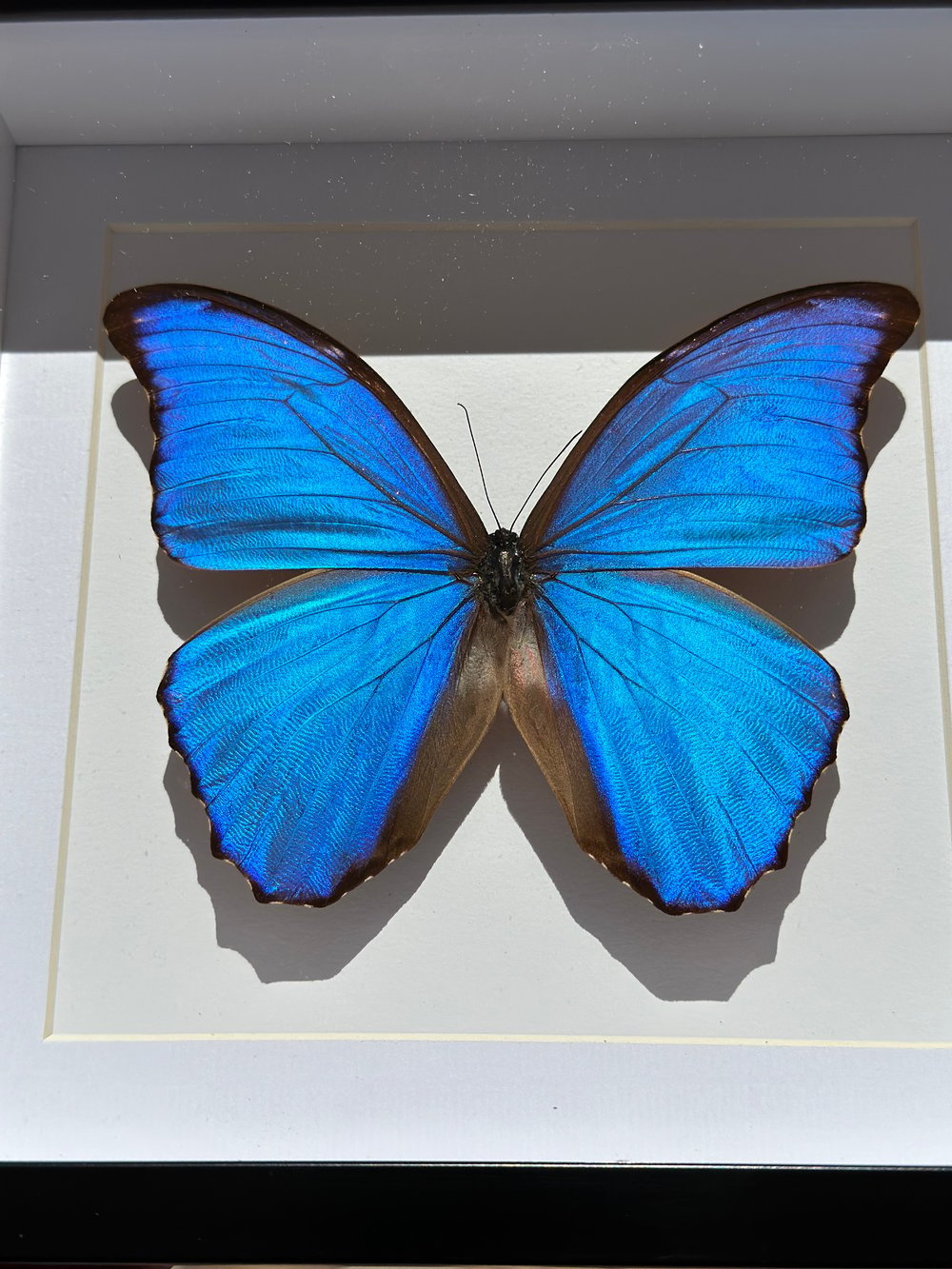 Image of Morpho Butterly Specimen