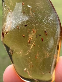 Image 8 of Copal Amber With Preserved Insects #2631
