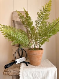Lace Fern in Pot