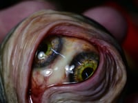 Image 16 of Custom Swappable Phone Grip for smartphones, glow in the dark double iris, reflective pupil