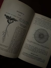 Image 9 of Cours élémentaire de Botanique, A.Mangin,1886