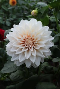 Image 1 of Cafe Au Lait