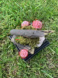 Image 5 of Taxidermy-Style Raptor Dinosaur Chick with Diorama
