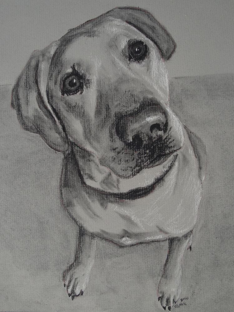 Image of Custom Pet Portrait Charcoal Drawing 