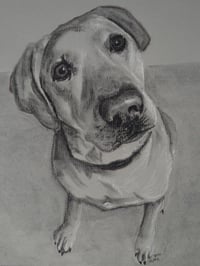 Image 2 of Custom Pet Portrait Charcoal Drawing 