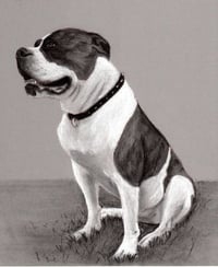 Image 3 of Custom Pet Portrait Charcoal Drawing 