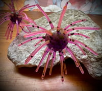 Image 3 of “SWEETGUM” - CHAMELEON