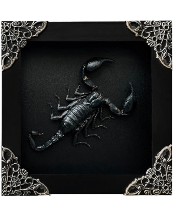 Image of Scorpion Shadow Box