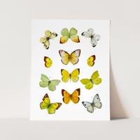 Image 6 of Yellow Butterflies LIMITED EDITION PRINT