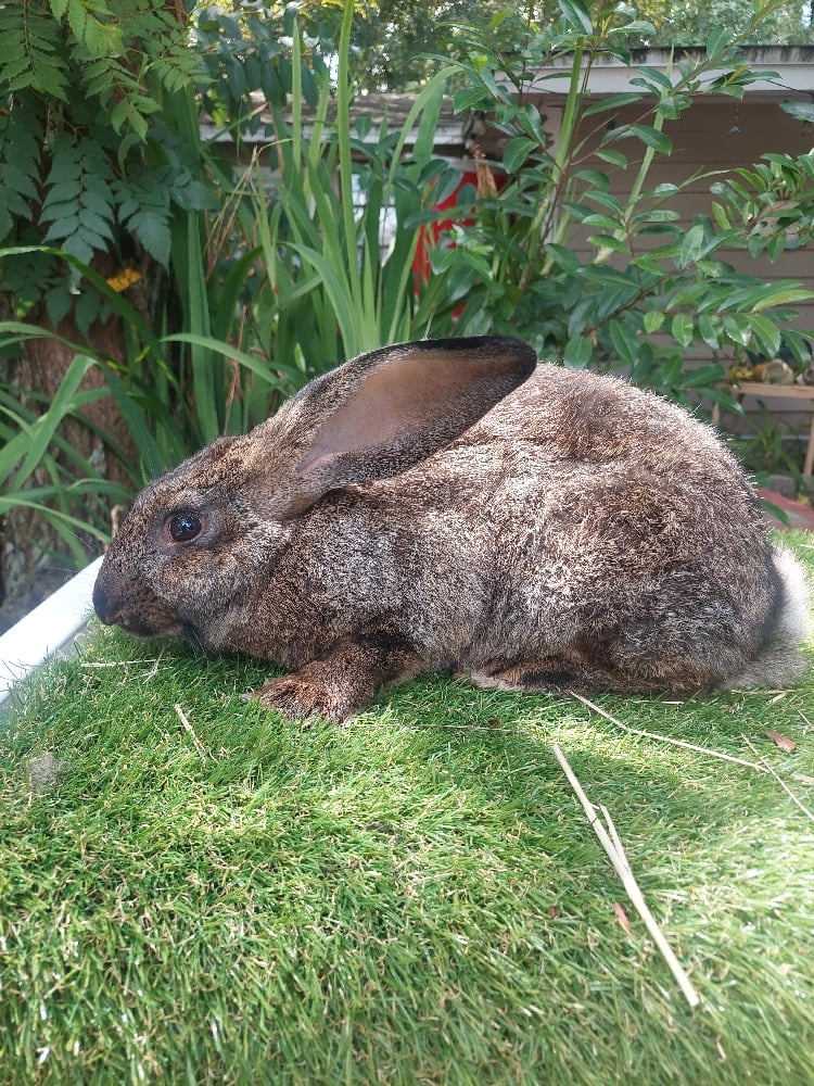 Image of Sammy (M)