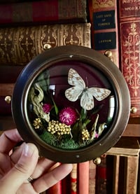 Image 2 of Mini Vintage Checkered White Butterfly Botanical Frame